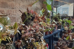 10_grain1-dimensioni-grandi