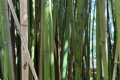 posting fuori mercato orto botanico - 12