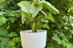 posting fuori mercato orto botanico - 6