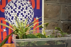 primavera tropicale post - 15