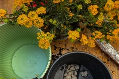 repotting-elho-dimensioni-grandi