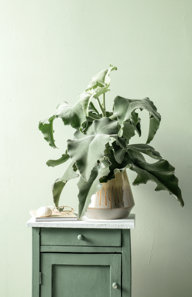 Kalanchoe o orecchie d'elefante