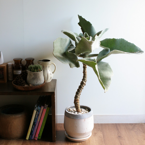 Kalanchoe o orecchie d'elefante