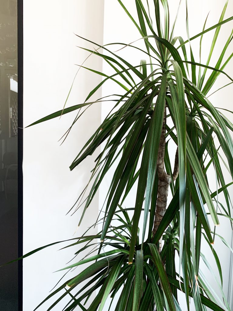 piante-facili-da-curare-16