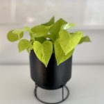 piante-facili-da-curare-11