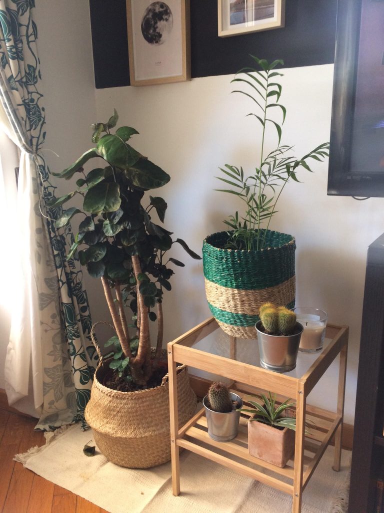piante da appartamento 6