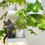 piante e gatti