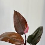 piante rosa