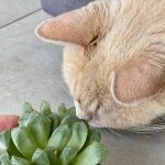 piante non velenose per gatti