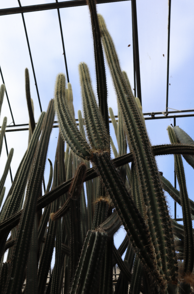 serra delle succulente