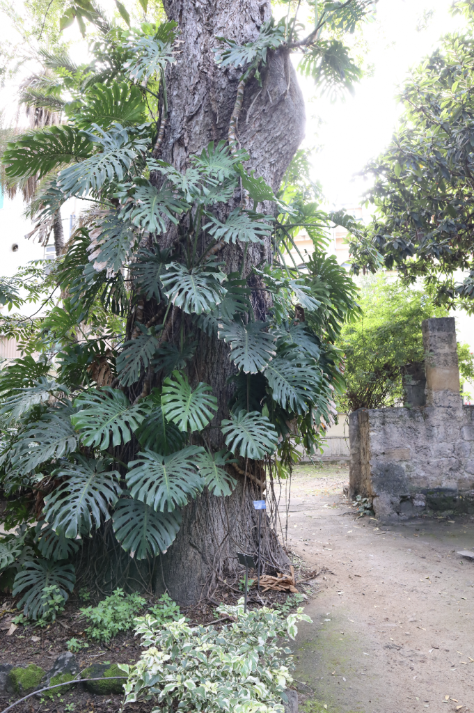 orto botanico di Palermo