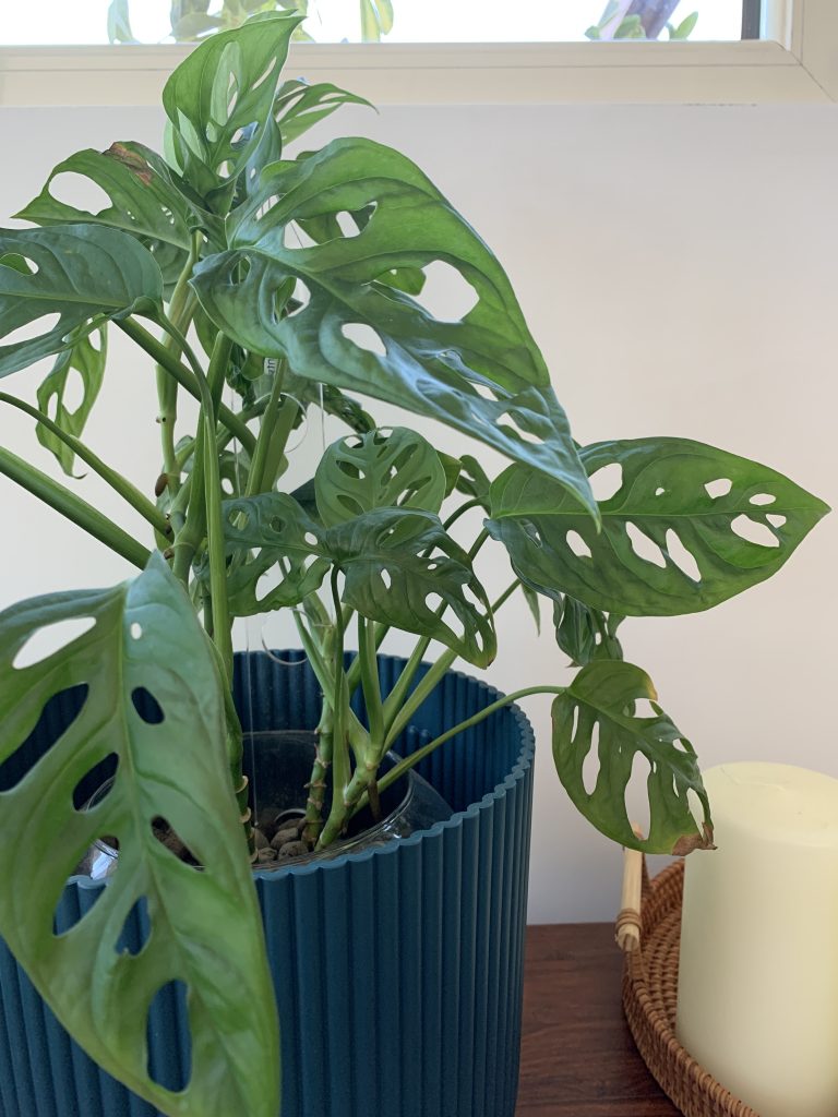 piante ricadenti da interno