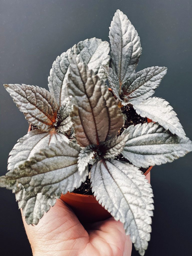 pilea ellen