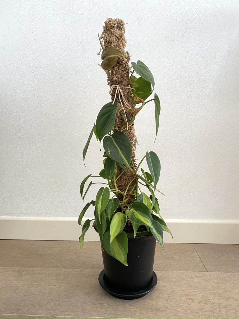 piante ricadenti da interno