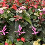 piante fiorite da interno