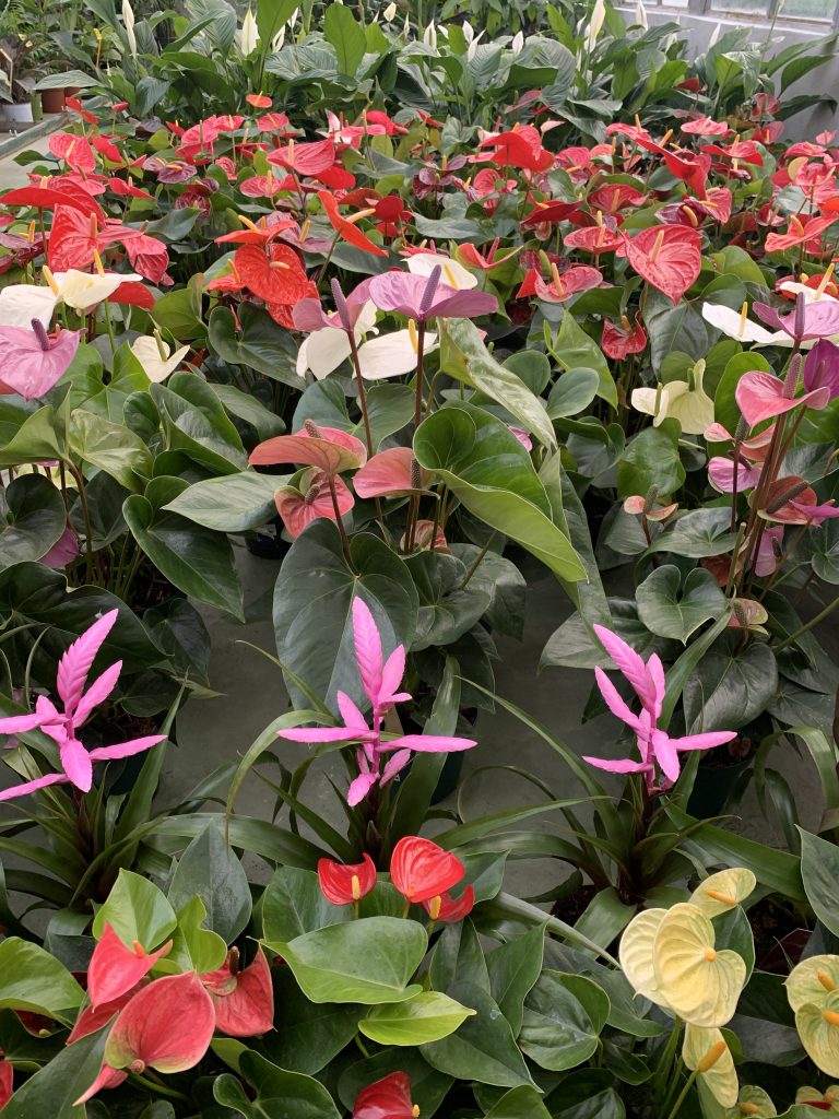 piante fiorite da interno