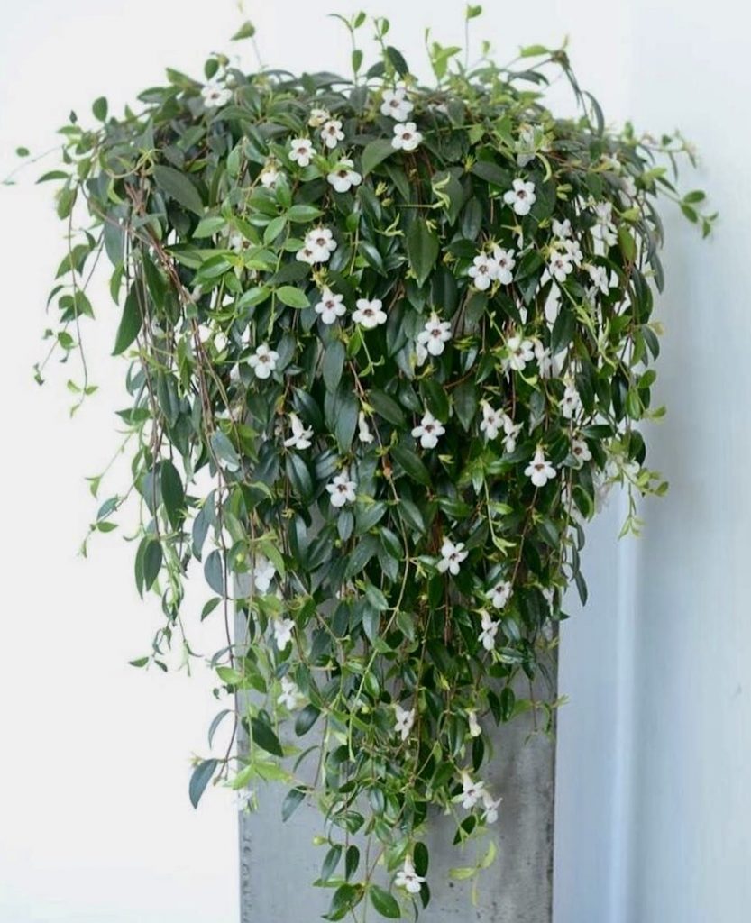 piante fiorite da interno