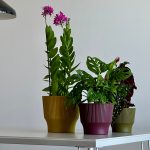 vasi da interno tera