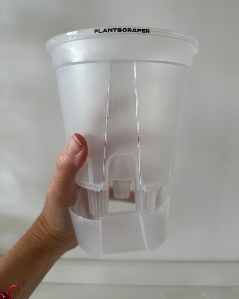 vaso trasparente di coltivazione