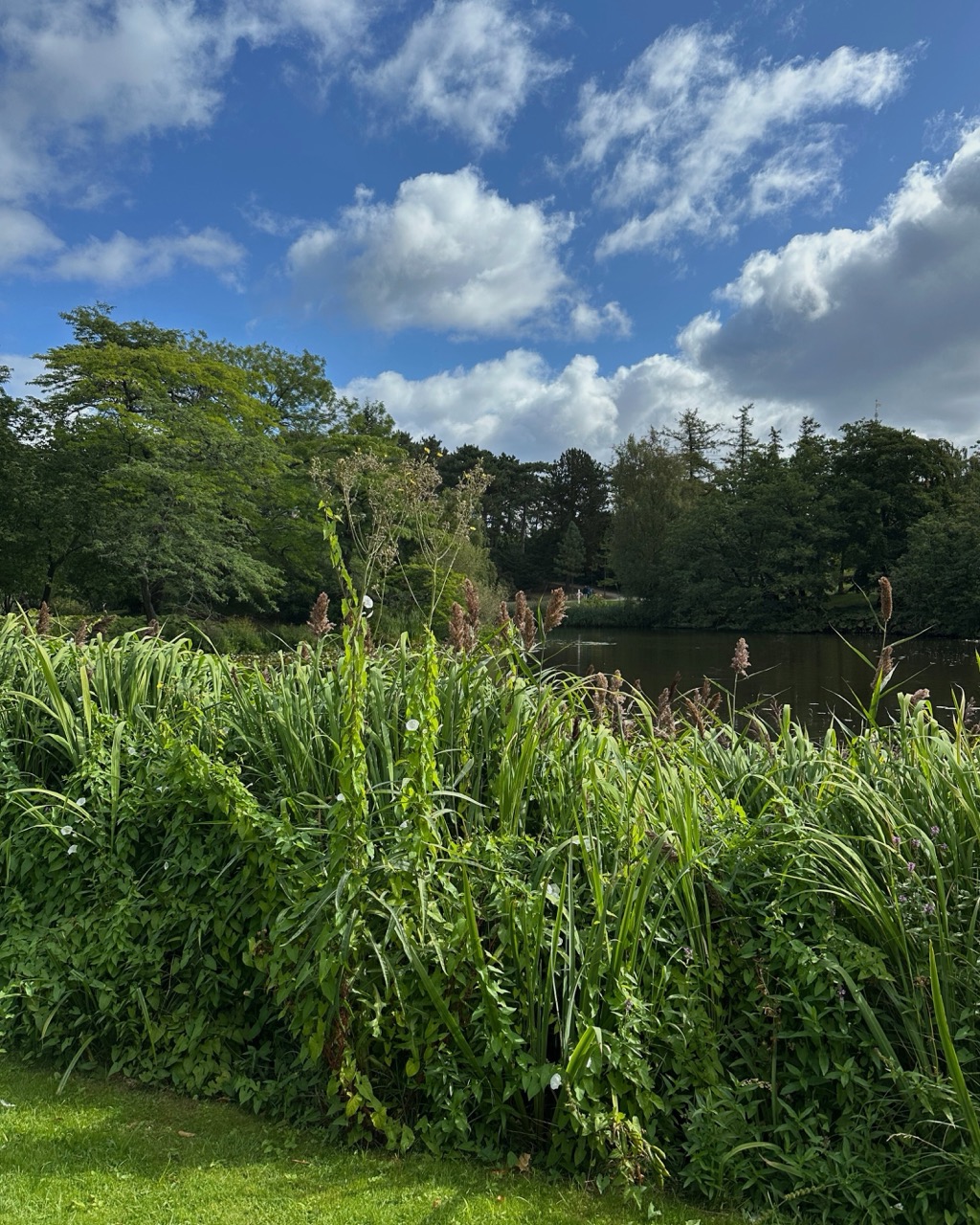Tra farfalle e palme giganti: l’Orto Botanico di Copenaghen
